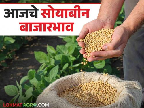 Soybean Bajar Bhav : Inflow of soybeans is increasing in the state market; Read in detail what the price is getting | Soybean Bajar Bhav : राज्यातील बाजारात सोयाबीनची आवक वाढतेय; काय मिळतोय भाव ते वाचा सविस्तर