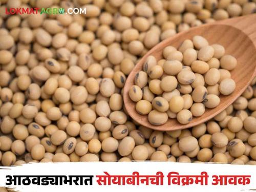 Soybean Market : farmers focus on selling soybeans | Soybean Market : दिवाळीमुळे शेतकऱ्यांचा सोयाबीन विक्रीवर भर; बाजारात किती झाली आवक ते वाचा सविस्तर