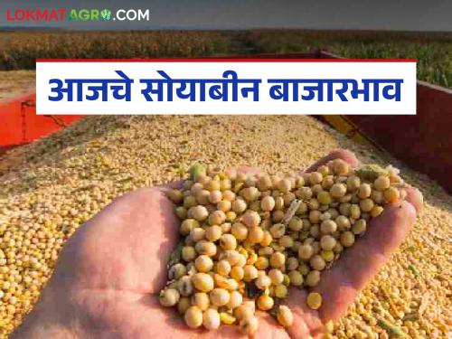 latest news Soybean Bajar Bhav: Soybean prices rise; Highest price received in Ahampur Read in detail | Soybean Bajar Bhav : सोयाबीनच्या भावात तेजी; अहमपूरमध्ये मिळाला सर्वाधिक दर वाचा सविस्तर