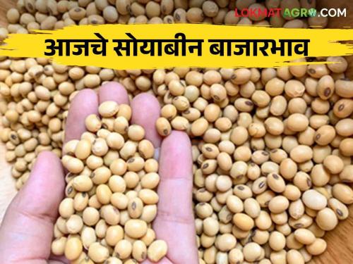 Soybean Bajar Bhav : Highest arrival of soybeans in Amravati market; Read the detailed price of what you got | Soybean Bajar Bhav : अमरावतीच्या बाजारात सोयाबीनची सर्वाधिक आवक; काय मिळाले भाव ते वाचा सविस्तर