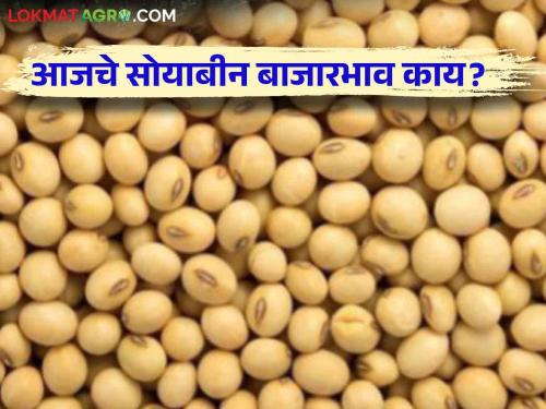 Soybean Bajar Bhav : Soybean arrival in the market is 130012 quintals; Read in detail what you got | Soybean Bajar Bhav : बाजारात सोयाबीनची आवक १३००१२ क्विंटल; काय मिळाला दर ते वाचा सविस्तर