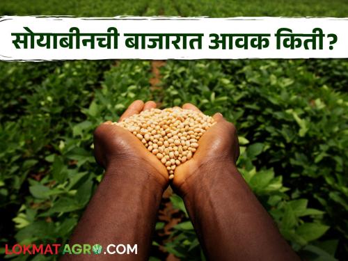 Soybean Bajar Bhav : Soybean arrival in the market 1,47,900 quintals; Read in detail what is the rate | Soybean Bajar Bhav : बाजारात सोयाबीनची आवक १,४७,९०० क्विंटल; काय मिळतोय दर ते वाचा सविस्तर