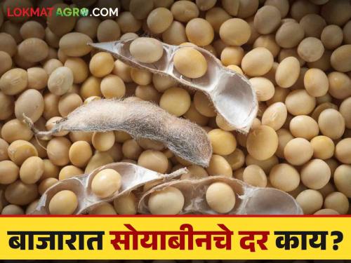 Soybean Bajar Bhav : what is the soybean market today | Soybean Bajar Bhav : सोयाबीनच्या आवकेत घसरण; कसा मिळतोय दर ते वाचा सविस्तर