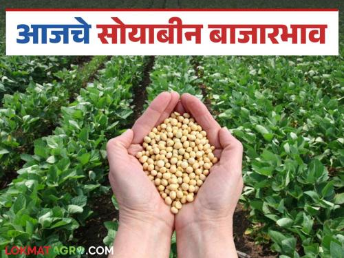Soybean Bazaar Bhav: Soybean arrivals in Latur market increased; Read in detail how the price was obtained | Soybean Bajar Bhav : लातूर बाजारात सोयाबीनची आवक वाढली; कसा मिळाला दर ते वाचा सविस्तर