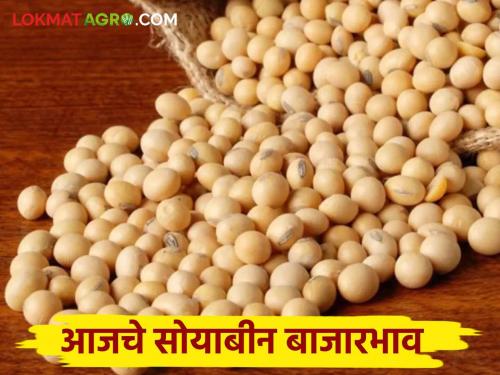 Soyben Bajar Bhav : Highest arrival of soybeans in Latur market; Read the price in detail | Soyben Bajar Bhav : सोयाबीनची सर्वाधिक आवक लातुरच्या बाजारात; काय भाव मिळाला वाचा सविस्तर