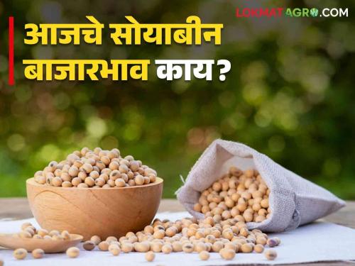 Soybean Bajar Bhav : | Soybean Bajar Bhav : सोयाबीनची आवक कोणत्या बाजारात सर्वाधिक ; काय मिळाला भाव ते वाचा सविस्तर