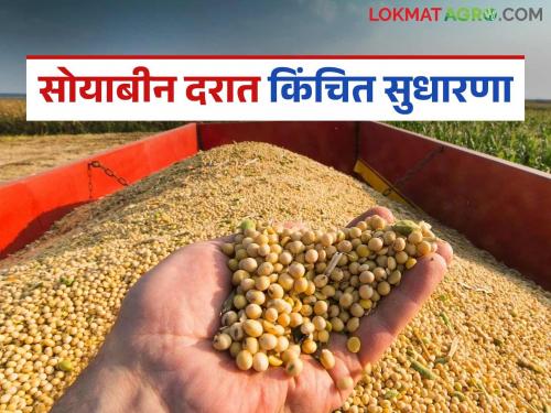 latest news Soybean Market Update: Will the market boom change the equation for soybeans? Read in detail | Soybean Market Update : बाजारातील तेजीने सोयाबीनचे समीकरण बदलणार का? वाचा सविस्तर