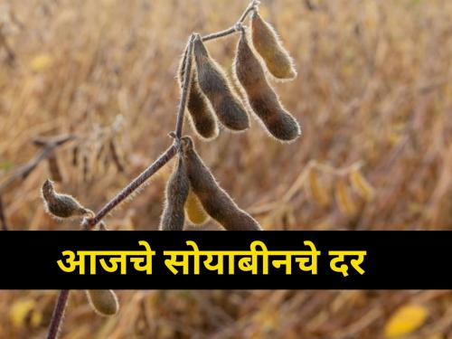 maharashtra agriculture farmer soybean rate market yard price | आजचे सोयाबीनचे दर किती होते?