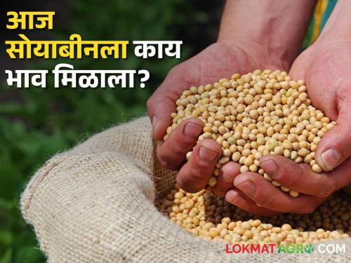 Latest News 07 june 2024 Todays Soybean Market Price in market yards check here | Soybean bajarbhav : तासगाव, वाशीम मार्केटला पिवळा सोयाबीनला काय भाव मिळाला? वाचा आजचे बाजारभाव 