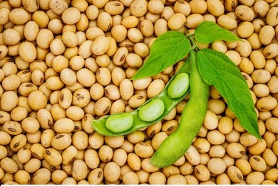 Soybean Bajar Bhav : Soybean arrivals increased in Akola market; read in detail | Soybean Bajar Bhav : अकोला बाजारात सोयाबीनची आवक वाढली ; 'हा' मिळाला भाव वाचा सविस्तर