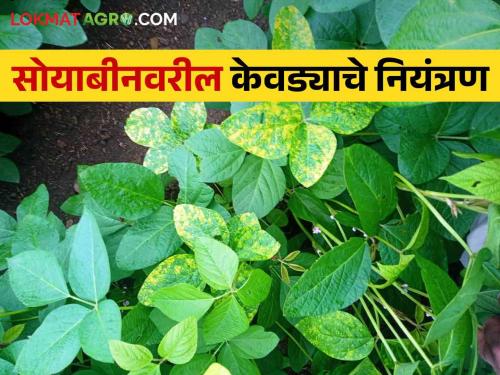 Follow these simple remedies to manage yellow mosaic disease on soybeans | सोयाबीनवरील पिवळा मोझॅक रोगासाठी करा हे दहा सोपे उपाय