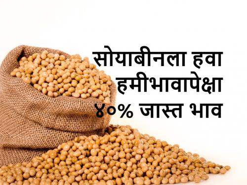 Soybean production costs are not covered; | साेयाबीन विक्रीत एकरी दीड ते दाेन हजार रुपयांचा ताेटाच; उत्पादन खर्चही निघेना