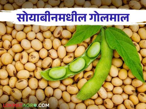 Soybean Bajar Bhav: But the farmers are running for the government's guaranteed price for soybeans | Soybean Bajar Bhav : सोयाबीनला शासनाचा हमीभाव दरासाठी मात्र शेतकऱ्यांची धावाधाव