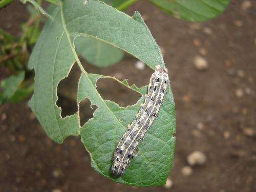 Management of leaf-feeding larvae on soybean | वेळीच करा सोयाबीनवरील अळ्यांचे व्यवस्थापन, अन्यथा घटेल उत्पादन