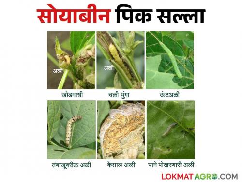 Management of leaf-eating caterpillar on soybean crop | सोयाबीन पिकावरील पाने खाणाऱ्या अळ्यांचा कसा कराल बंदोबस्त