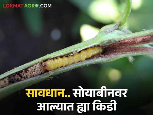 Management of stem borer and leafroller infesting pests in soybean crop | सोयाबीनवर प्रादुर्भाव करणारी खोड कीड व पाने गुंडाळणाऱ्या अळीचे व्यवस्थापन