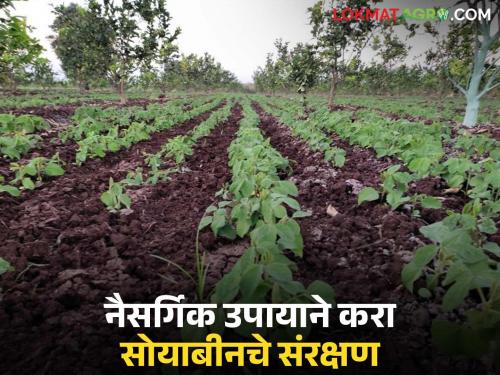 latest news Soybean Pik: Crisis on soybean crops; 'This' spraying is proving to be a panacea Read in detail | Soybean Pik : सोयाबीन पिकांवर संकट; 'ही' फवारणी ठरत आहे रामबाण उपाय वाचा सविस्तर