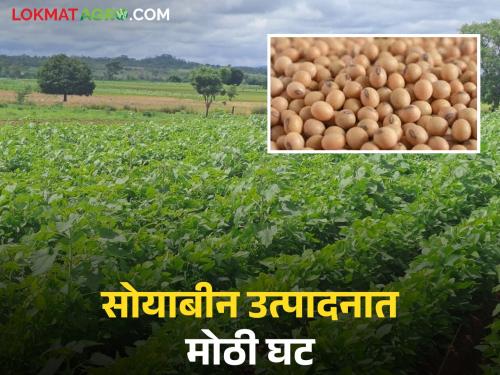 latest news Soybean Crop Damage: Heavy rains hit; Soybean production halved Read in detail | Soybean Crop Damage : मुसळधार पावसाचा फटका; सोयाबीन उत्पादन अर्ध्यावर वाचा सविस्तर
