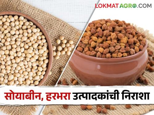 Soybeans, gram inflows increased in the market; The rate is stable though | सोयाबीन, हरभऱ्याची आवक बाजारात आवाक वाढली; दर मात्र स्थिर