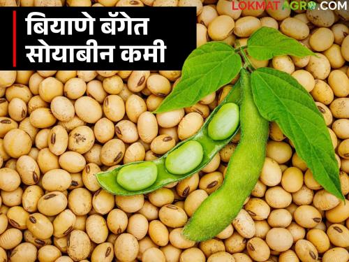 Each bag of free soybean seeds is 3 kg short of seeds; what's the matter? | मोफत दिल्या जाणाऱ्या सोयाबीन बियाण्याच्या बॅगेमध्ये ३ किलो बियाणे कमी; काय आहे विषय?