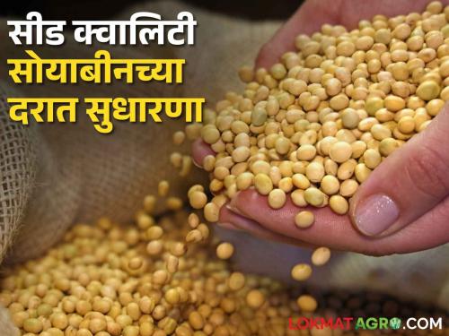 Improvement in seed quality soybean prices in beginning of kharif; But the mill quality soybean rate was the same | खरिपाच्या तोंडावर सीड क्वालिटी सोयाबीनच्या दरात सुधारणा; मिल क्वॉलिटी मात्र जैसे थे