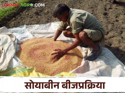 Soybean Seed Treatment; If you want to reduce the production cost of soybeans, treat the seeds like this | Soybean Seed Treatment सोयाबीनचा उत्पादन खर्च कमी करायचाय तर बियाण्यावर करा अशी प्रक्रिया