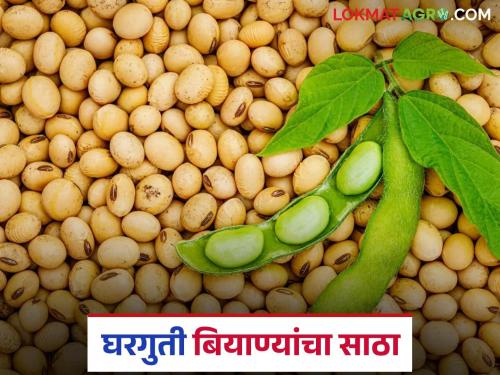 latest news Soybean Seeds: Moving towards self-sufficiency! Washim farmers become seed producers Read in detail | Soybean Seeds: स्वयंपूर्णतेकडे वाटचाल! वाशिमचे शेतकरी बनले बियाणे उत्पादक वाचा सविस्तर