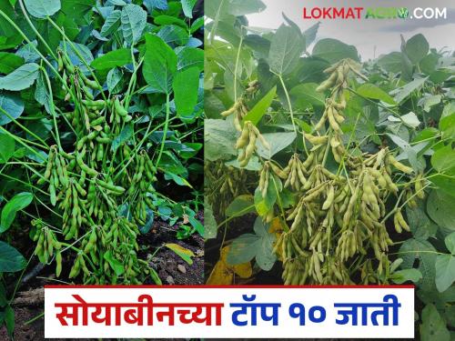 What are the top 10 varieties for higher soybean production in this Kharif season? Find out in detail | यंदाच्या खरीपात सोयाबीनच्या अधिक उत्पादनासाठी टॉप १० जाती कोणत्या? जाणून घ्या सविस्तर