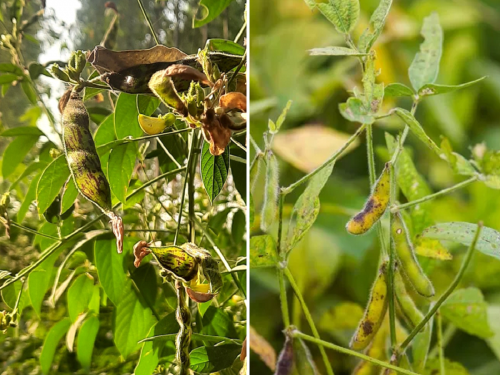 What are the current problems in soybean and tur crops? and its solution | सद्यस्थितीत सोयाबीन आणि तूर पिकातील अडचणी कोणत्या ? आणि त्यावरील उपाय