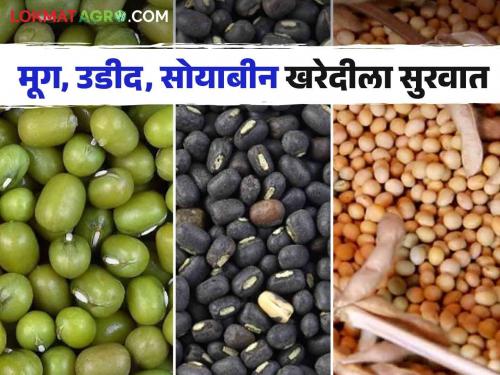 Soybean Kharedi : Approval of 18 centers for purchase of mung bean, Udid, Soybean in Nagar district | Soybean Kharedi : नगर जिल्ह्यात मूग, उडीद, सोयाबीन खरेदीसाठी १८ केंद्रांना मंजुरी