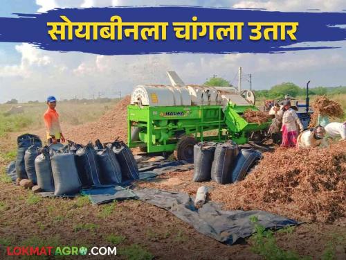 Soybean Malani : Soybean threshing has started and bumper crop productivity will be good this year | Soybean Malani : सोयाबीनची मळणी सुरू यंदा चांगला उतार होणार बंपर पीक