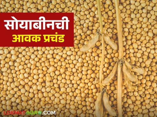 Soybean Market : Inflow of more than half a lakh quintals of soybeans in a week | Soybean Market : आठवडाभरात सव्वा लाख क्विंटलहून अधिक सोयाबीनची आवक; असे मिळत आहेत दर ते वाचा सविस्तर