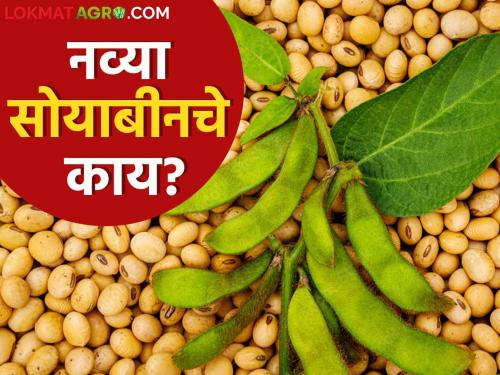 Soybean Market: Soybean price has no effect | Soybean Market : सोयाबीन दराचे गौडबंगाल शेतकऱ्यांना काही उमजेना; करावे तरी काय सुचेना