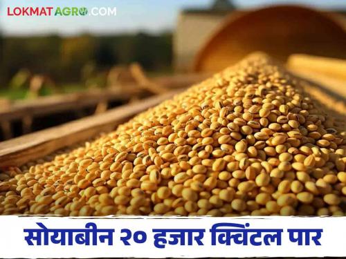 Soybean Bajar Bhav : Arrivals of soybeans is increasing in the market | Soybean Bajar Bhav : बाजारात सोयाबीनची आवक वाढतेय; दर मात्र 'जैसे थे' वाचा सविस्तर