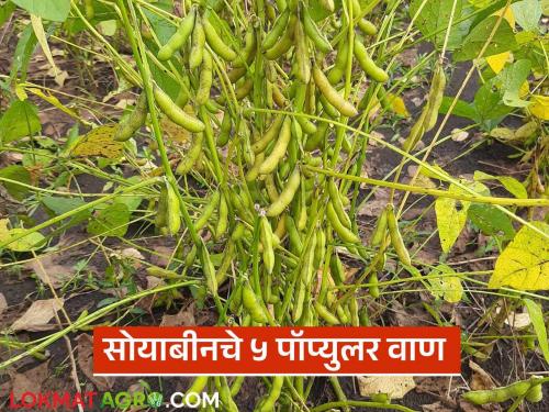 What are the top 5 varieties of soybean developed by Marathwada Agricultural University? Know in detail | मराठवाडा कृषी विद्यापीठाने विकसित केलेले सोयाबीनचे टॉप ५ वाण कोणते? जाणून घ्या सविस्तर
