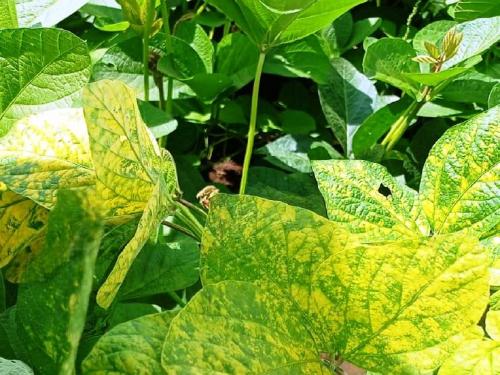 How to identify yellow mosaic disease on soybean? and its control | सोयाबीनवरील पिवळा मोझॅक रोग कसा ओळखावा? व त्याचे नियंत्रण