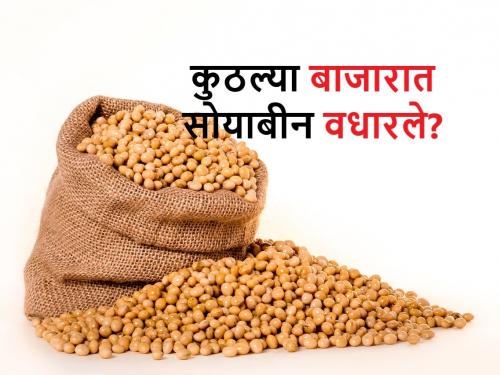 Soyabean market price, In which apmc Soybean got higher market price today | Soyabean market price: आज कुठल्या बाजारसमितीत सोयाबीनला जास्त बाजार भाव मिळाला