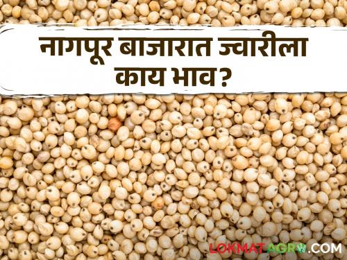 Latest News Todays Soyabean bajarbhav In market yard check here soyabean market price | Soyabean Bajarbhav : वाशीम, गेवराई बाजारात सोयाबीनला काय भाव मिळाला, वाचा आजचे बाजारभाव