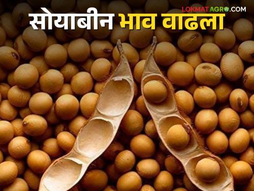 Soybean Bajar Bhav : Soybean prices increased in the state; Start purchasing at a minimum support price | Soybean Bajar Bhav : राज्यात सोयाबीनचे भाव वाढले; हमी भावाने खरेदी सुरू