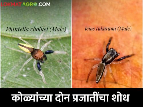 Discovery of two species of spiders, achievement of Somnath Kumbar of Kalyan | Honey Bee : कोळ्यांच्या दुनियेत रमणारा कल्याणातील स्पायडर मॅन