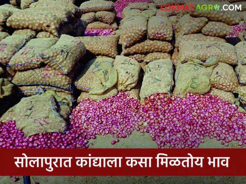 Two and a half thousand truckloads of onion arrived in Solapur market in a week.. How did get the price? | Kanda Bajar Bhav : सोलापुरात बाजारात आठवड्यात अडीच हजार ट्रक कांदा आवक.. चांगल्या मालास कसा मिळाला दर