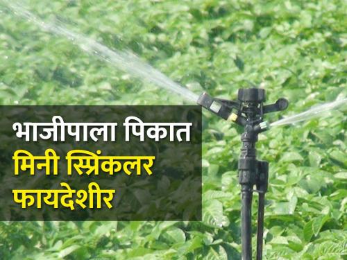 Micro irrigation beneficial for vegetable crop in konkan | कोकणात भाजीपाला पिकासाठी सूक्ष्म तुषार सिंचन फायदेशीर