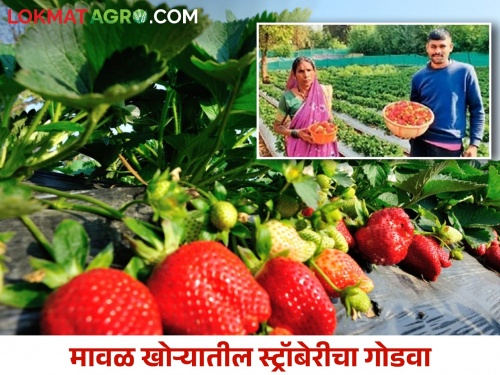 Young farmer Suresh's chemical free strawberry farming pattern saves production costs | युवा शेतकरी सुरेश यांचा विषमुक्त स्ट्रॉबेरी शेती पॅटर्न करतोय उत्पादन खर्चात बचत