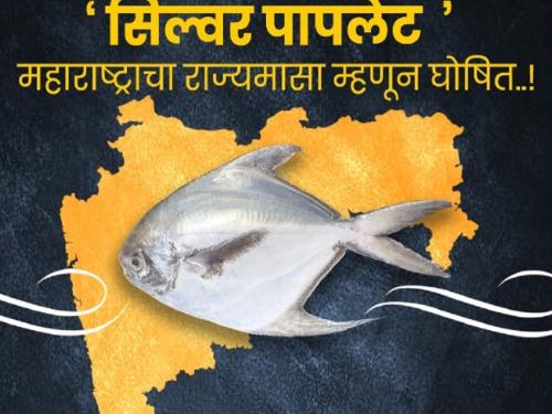 Silver paplet became the state fish! | सिल्व्हर पापलेट झाला राज्यमासा!