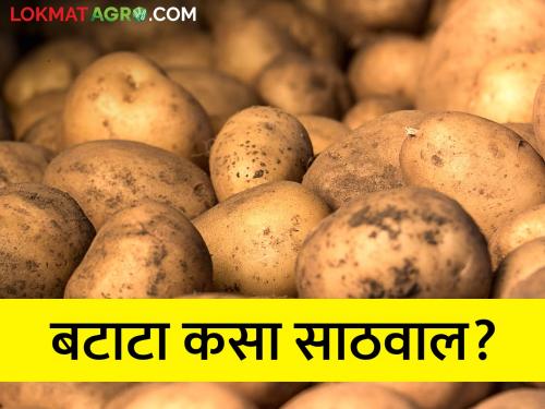 How to store potatoes to increase shelf life? | बटाट्याची टिकवणक्षमता वाढविण्यासाठी साठवणूक कशी करावी?