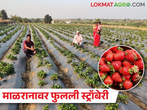 A ample production of strawberries in ten guntha barren land | खडकाळ माळरानावर दहा गुंठ्यात स्ट्रॉबेरीचे भरघोस उत्पादन