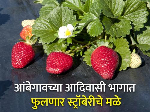 approval for strawberry cultivation, Padkai program for tribal farmers | आदिवासी शेतकऱ्यांसाठीच्या पडकई कार्यक्रम, स्ट्रॉबेरी लागवडीसाठी तत्त्वत: मंजुरी