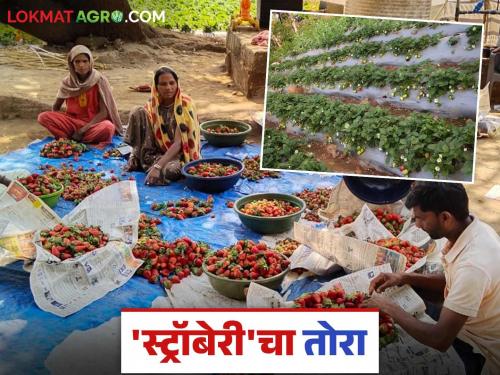 Latest News agriculture news Strawberries from Satpuda are dominating market, see details | Satpuda Strawberry : सातपुड्यातील स्ट्रॉबेरीची मार्केटमध्ये चलती अन् परराज्यातही बोलबाला