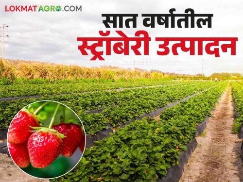 Latest News Agriculture News Strawberries started blooming in paddy, nagli fields, production increased | Agriculture News : भात, नागलीच्या शेतात स्ट्रॉबेरी फुलू लागली, सात वर्षांत पाचपट वाढले उत्पादन