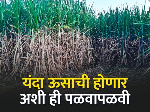 Due to lack of rain, the yield of sugarcane will also decrease due to lack of water | पावसाचा अभाव पाण्याअभावी ऊसाचे उत्पन्नही घटणार